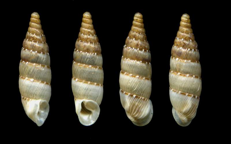 Papillifera papillaris (O.F. Mller, 1774) mm14x4 Taranto